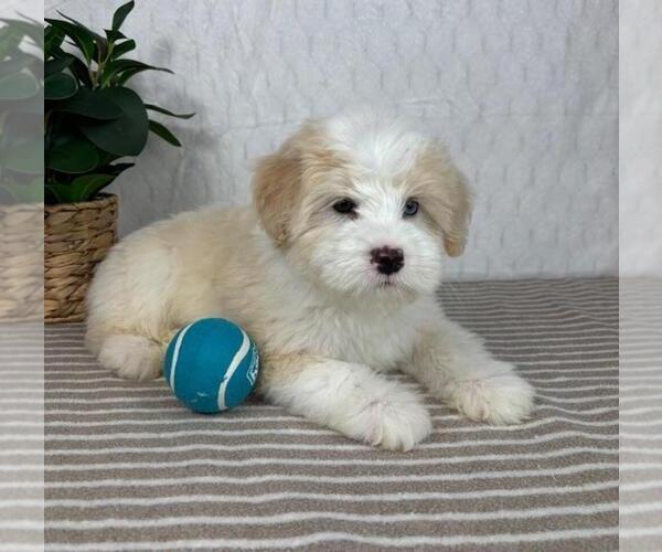 Medium Photo #5 Bernedoodle (Miniature) Puppy For Sale in GREENFIELD, IN, USA