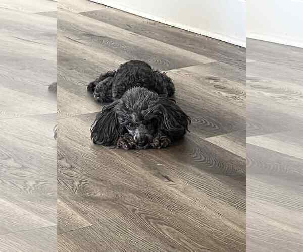 Medium Photo #3 Poodle (Toy) Puppy For Sale in Pacolet, SC, USA
