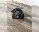 Small #2 Poodle (Toy)