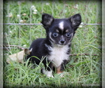 Image preview for Ad Listing. Nickname: Longhair Orio