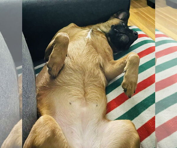 Medium Photo #3 Mutt Puppy For Sale in Germantown, OH, USA