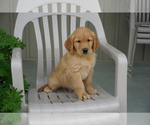 Puppy 1 Golden Retriever