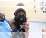 BLACK - Male Labrador Retriever-Unknown Mix Dog for Adoption - Small photo