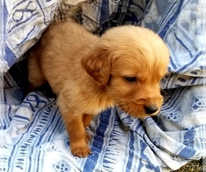 Golden Retriever Puppy for sale in ANTIOCH, CA, USA