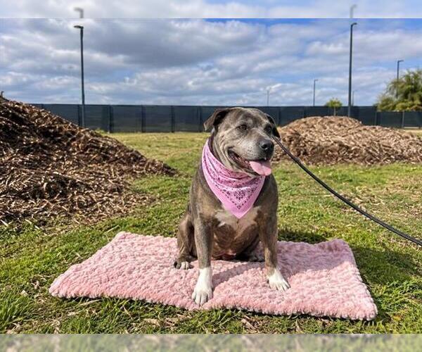 Medium Photo #4 Mutt Puppy For Sale in Orange, CA, USA
