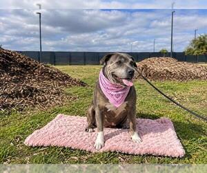 BERTHA - Female Mutt Dog for Adoption - Photo #4