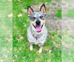 Small Texas Heeler