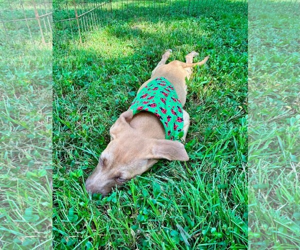 Medium Photo #3 Boxador Puppy For Sale in Southbury, CT, USA