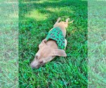 Small Photo #3 Boxador Puppy For Sale in Southbury, CT, USA