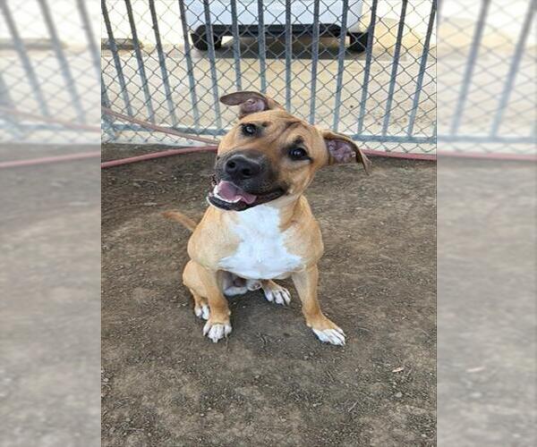 Medium Photo #2 Mutt Puppy For Sale in Riverside, CA, USA