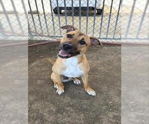 ODIE - Male Mutt Dog for Adoption - Photo #2