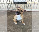 Small #1 Mutt