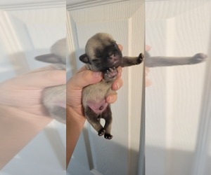 Pug Puppy for sale in BRIDGETOWN, OH, USA