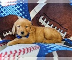 Small #3 Golden Retriever