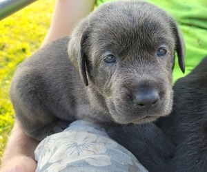 Labrador Retriever Puppy for sale in EVANS MILLS, NY, USA