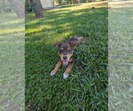 Small #1 Shepradors