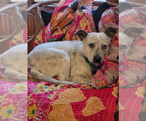 Medium Photo #9 Mutt Puppy For Sale in Oak Bluffs, MA, USA