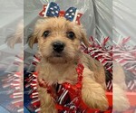 Small #4 Morkie