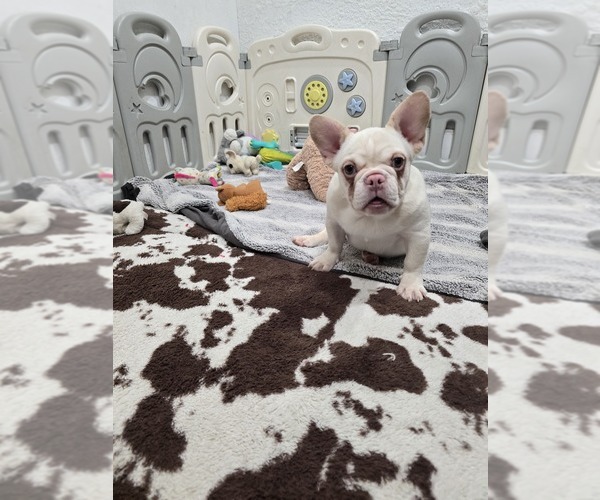 Medium Photo #1 French Bulldog Puppy For Sale in NORTH PORT, FL, USA