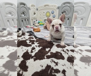 French Bulldog Puppy for sale in NORTH PORT, FL, USA