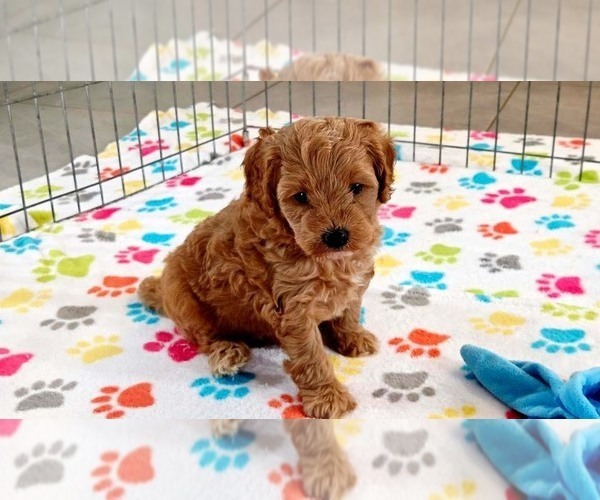 Medium Photo #1 Cavapoo mix (+ Poodle Miniature) Puppy For Sale in ORO VALLEY, AZ, USA