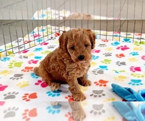 Cavapoo mix (+ Poodle Miniature) Puppy for sale in ORO VALLEY, AZ, USA