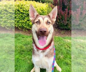 Siberian Husky-Unknown Mix Dogs for adoption in Sacramento, CA, USA