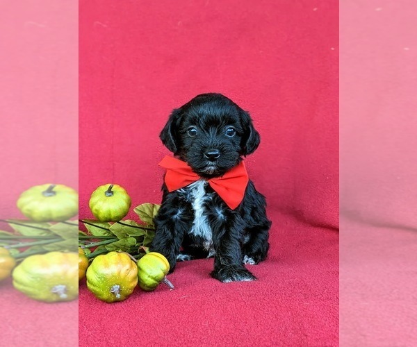 Medium Photo #2 YorkiePoo Puppy For Sale in OXFORD, PA, USA