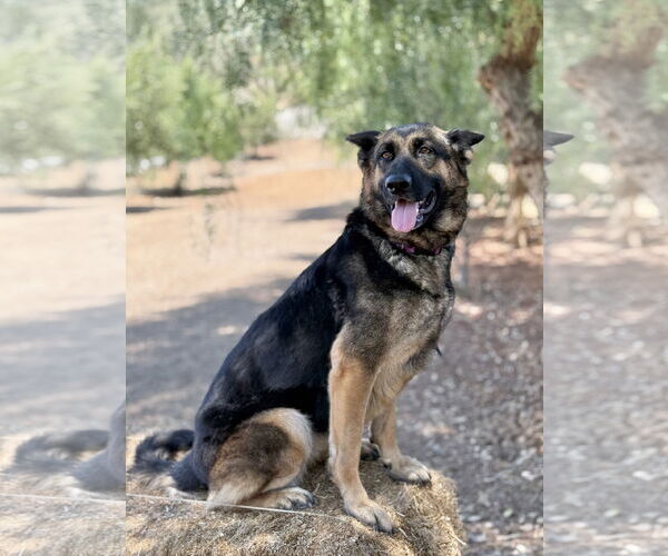 Medium Photo #2 German Shepherd Dog Puppy For Sale in San Diego, CA, USA