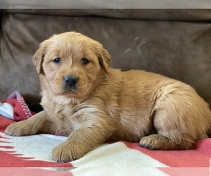 Golden Retriever Puppy for sale in NORTHUMBERLAND, PA, USA