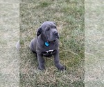 Small Photo #2 Cane Corso Puppy For Sale in LANCASTER, PA, USA