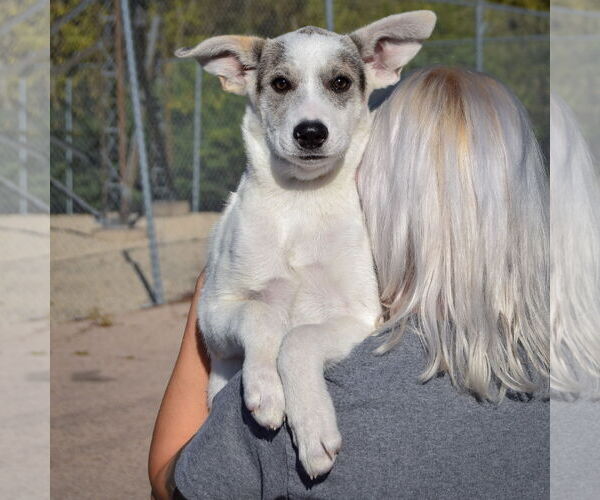 Medium Photo #3 Greyhoula Puppy For Sale in Huntley, IL, USA