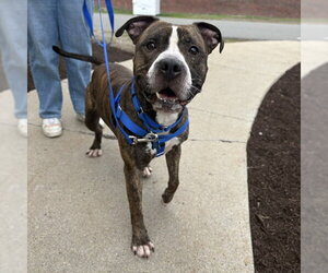 Mutt Dogs for adoption in Boston, MA, USA