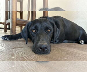 Labrador Retriever Dogs for adoption in Clovis, CA, USA
