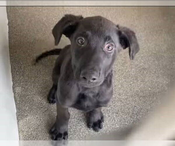 Medium Photo #1 Labrador Retriever-Unknown Mix Puppy For Sale in San Diego, CA, USA