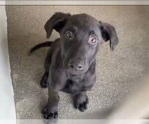 Labrador Retriever-Unknown Mix Dogs for adoption in San Diego, CA, USA