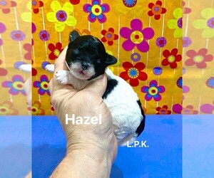 Maltipoo (Toy) Puppy for sale in WINNSBORO, LA, USA