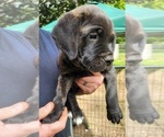 Litter of 1 - Female Cane Corso Puppy for Sale - Photo #4