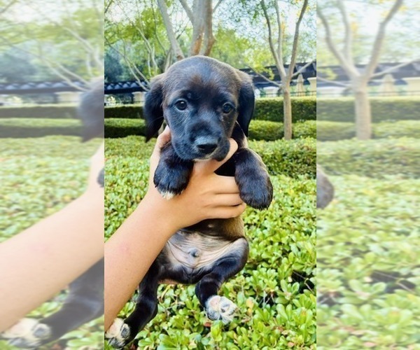 Medium Photo #5 Cocker Spaniel Puppy For Sale in IRVINE, CA, USA