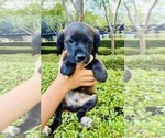 Small #4 Cocker Spaniel