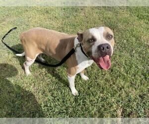 American Pit Bull Terrier-Unknown Mix Dogs for adoption in Corpus Christi, TX, USA