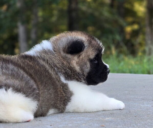 Medium Photo #37 Akita Puppy For Sale in STRAFFORD, MO, USA