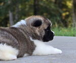 Small Photo #37 Akita Puppy For Sale in STRAFFORD, MO, USA
