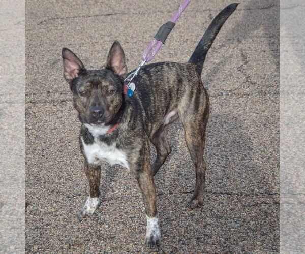Medium Photo #4 American Staffordshire Terrier-Unknown Mix Puppy For Sale in Huntley, IL, USA