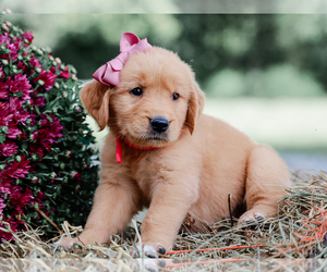 Golden Retriever Puppy for sale in LIBERTY, KY, USA