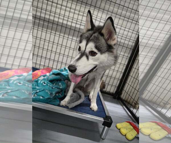 Medium Photo #2 Siberian Husky Puppy For Sale in Gilberts, IL, USA