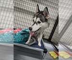 Small #1 Siberian Husky