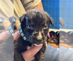 Mutt Dogs for adoption in Duluth, MN, USA
