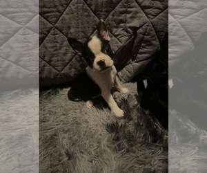 Boston Terrier Puppy for sale in NEW PALESTINE, IN, USA