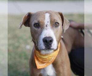 American Staffordshire Terrier-Unknown Mix Dogs for adoption in San Antonio, TX, USA